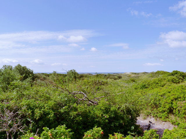 Foto der Dünenlandschaft